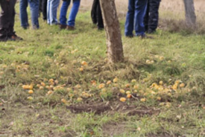 Obstgarten Wasserbüffelland