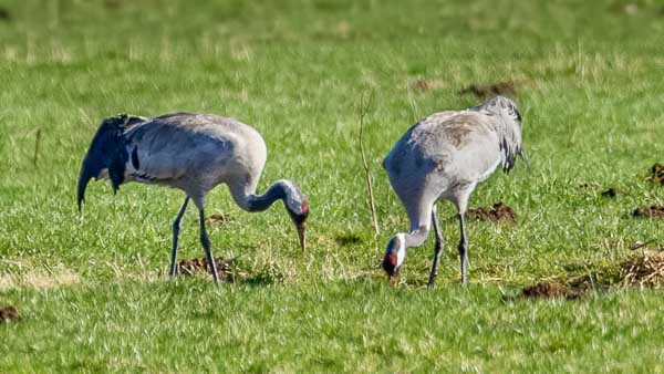 Naturführung ins Tävsmoor 2019