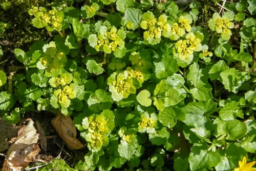 Chrysosplenium_alternifolium