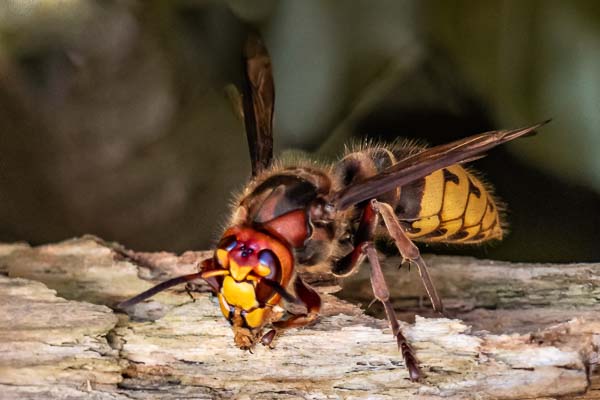 Hornissenberater – Zertifikat BNUR
