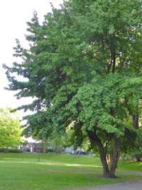 Rencks Park NMS AmerikanischerAmberbaum