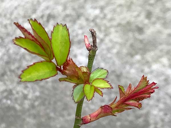 Heilkraft der Knospen – Ehrenamtsreihe BNUR