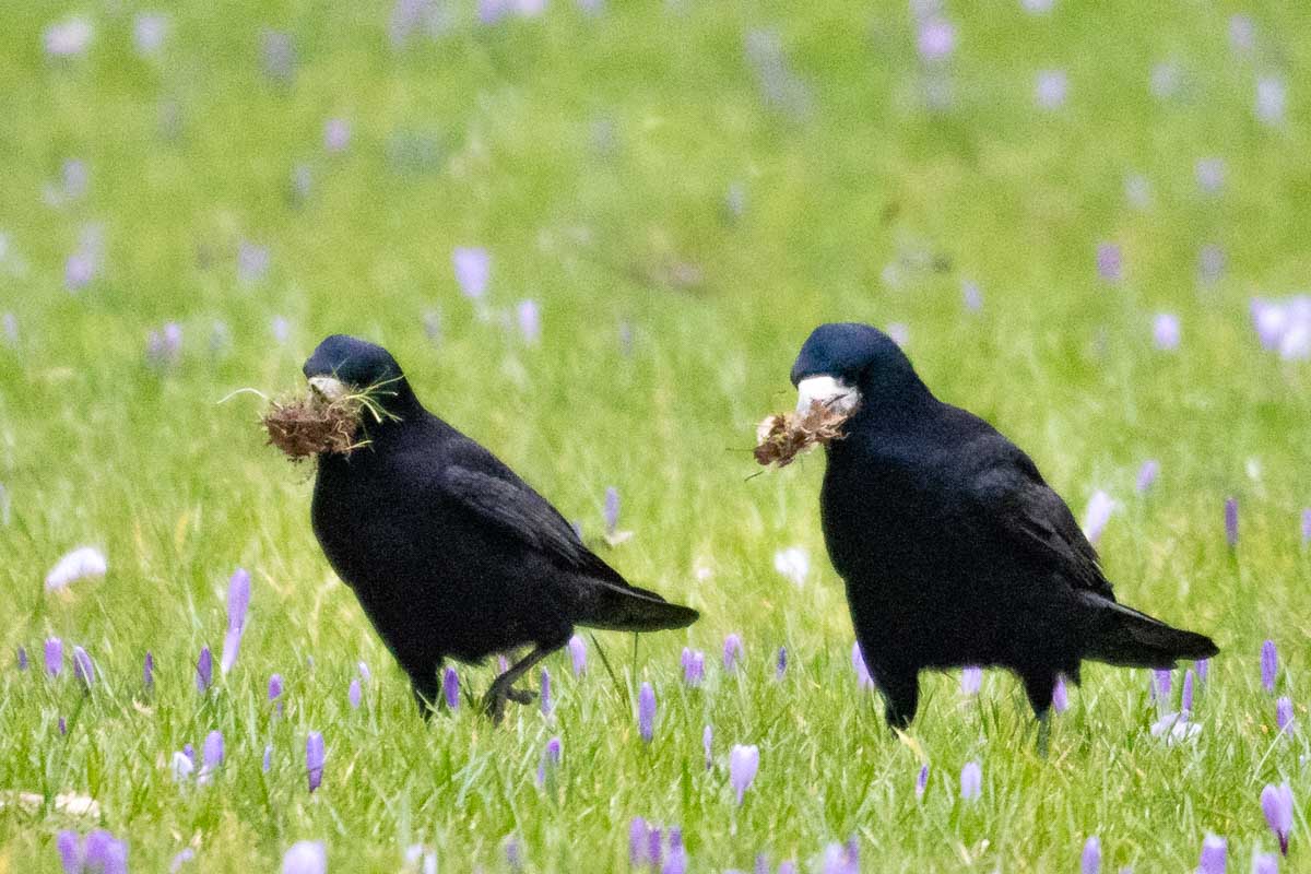 Saatkrähe Nestbau Foto Hans Rutar