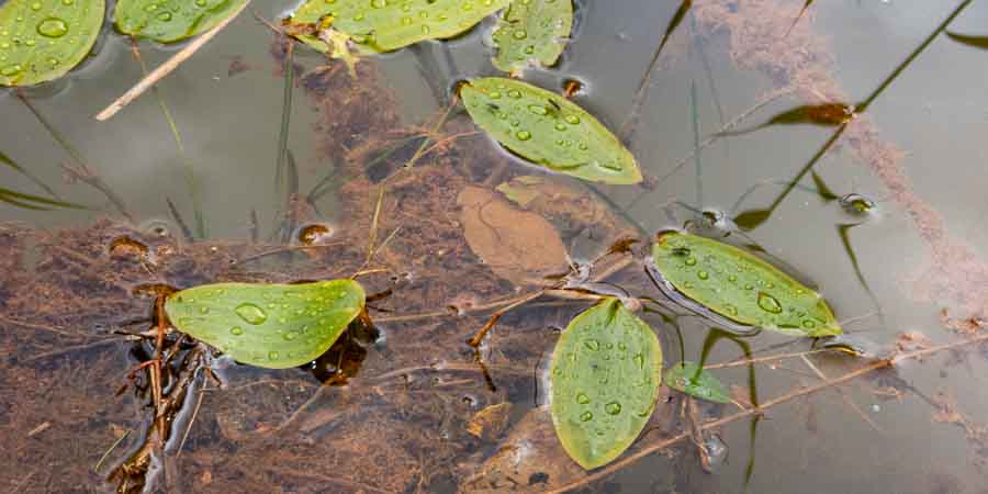 Schwimmendes Laichkraut (Potamogeton natans)