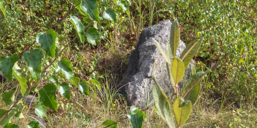 Liether Kalkgrube Gips und Vegetation