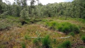 Naturschutzgebiet Ohmoor zwischen Hamburg und Norderstedt - Marion Thishen-Hendess