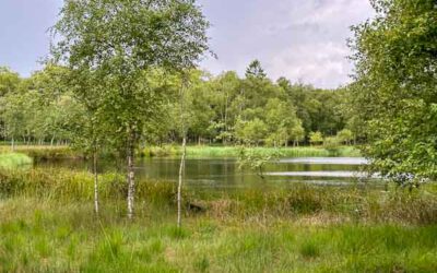 Moorerlebnis NSG Kaltenhofer Moor