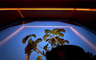 Silent Friend – Kinofilm mit einer Ginkgo als Titelheldin