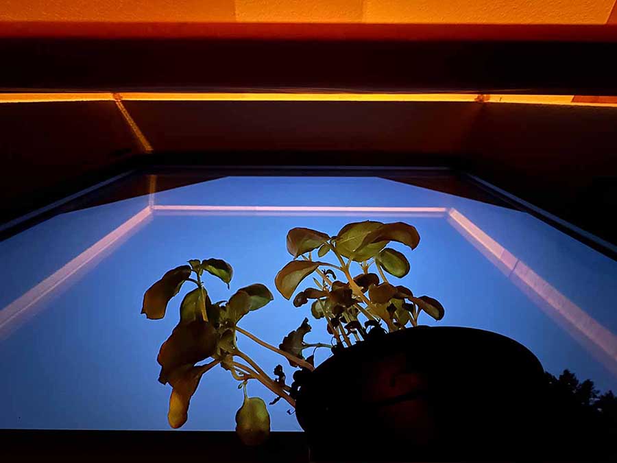 Silent Friend – Kinofilm mit einer Ginkgo als Titelheldin