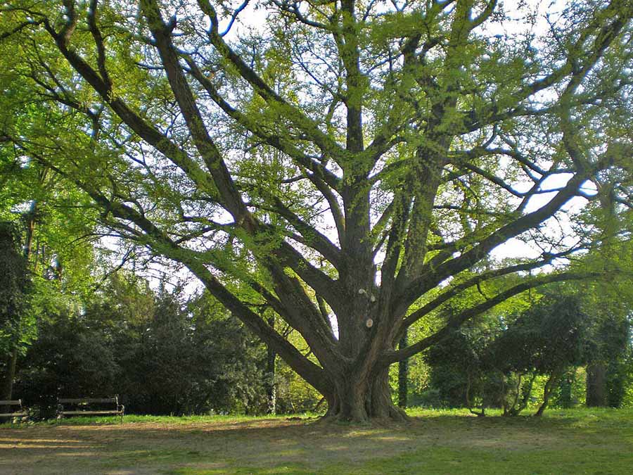 Ginkgo in Kroatien, gepflanzt 1777, CC0 Photo by B. M. Begović